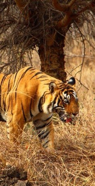 Meadows Mudumalai Wildlife Sanctuary