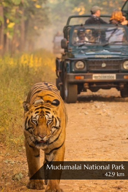 Meadows Mudumalai National Park