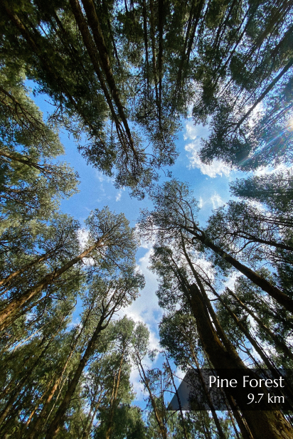 Meadows Pine Forest